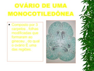 OVÁRIO DE UMA MONOCOTILEDÔNEA Composto por 3 carpelos , folhas modificadas que formaram ao gineceu , do qual o ovário é uma das regiões. 