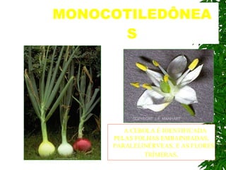 MONOCOTILEDÔNEAS A CEBOLA É IDENTIFICADA PELAS FOLHAS EMBAINHADAS, PARALELINÉRVEAS, E AS FLORES TRÍMERAS . 