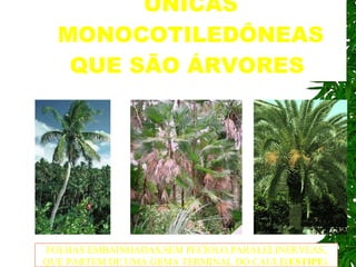 AS PALMEIRAS : AS ÚNICAS MONOCOTILEDÔNEAS QUE SÃO ÁRVORES . FOLHAS EMBAINHADAS,SEM PECÍOLO,PARALELINÉRVEAS, QUE PARTEM DE UMA GEMA TERMINAL DO CAULE( ESTIPE ). 