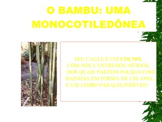 O BAMBU: UMA MONOCOTILEDÔNEA SEU CAULE É UM  COLMO , COM NÓS E ENTRENÓS NÍTIDOS, DOS QUAIS PARTEM FOLHAS COM BAINHAS EM FORMA DE UM ANEL E UM LIMBO PARALELINÉRVEO.   