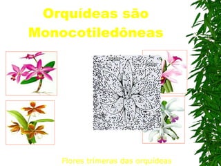 Orquídeas são Monocotiledôneas Flores trímeras das orquídeas   
