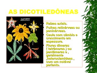 AS DICOTILEDÔNEAS Raízes axiais. Folhas retinérveas ou peninérveas. Caule com câmbio e crescimento em espessura. Flores dímeras ( tetrâmeras ) ou pentâmeras e , geralmente ,heteroclamídeas , com um notável perianto. 
