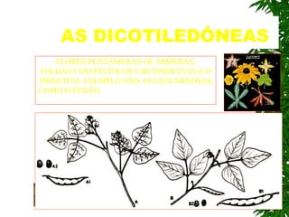 AS DICOTILEDÔNEAS FLORES PENTÂMERAS OU DÍMERAS, FOLHAS COM PECÍOLOS E RETINÉRVEAS E O PRINCIPAL EXEMPLO SÃO AS LEGUMINOSAS, COMO O FEIJÃO.   