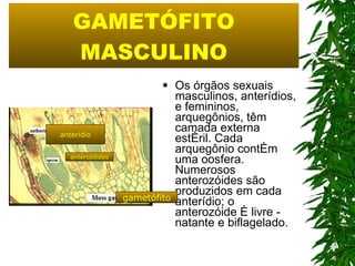 GAMETÓFITO MASCULINO Os órgãos sexuais masculinos, anterídios, e femininos, arquegônios, têm camada externa estéril. Cada arquegônio contém uma oosfera. Numerosos anterozóides são produzidos em cada anterídio; o anterozóide é livre - natante e biflagelado.  gametófito anterozóides anterídio 