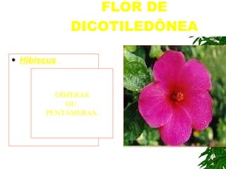 FLOR DE DICOTILEDÔNEA Hibiscus   . DÍMERAS OU  PENTÂMERAS. 