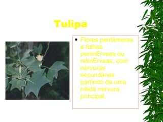 Tulipa Flores pentâmeras e folhas peninérveas ou retinérveas, com nervuras secundárias partindo de uma nítida nervura principal.   