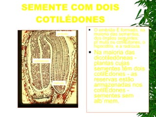 SEMENTE COM DOIS COTILÉDONES O embrião é formado, na maioria das sementes, dos órgãos seguintes: plúmula ou cotilédones, o hipocótilo, e a radícula. Na maioria das dicotiledôneas - plantas cujas sementes têm dois cotilédones - as reservas estão armazenadas nos cotilédones - sementes sem albúmem.  embrião cotilédones radícula 