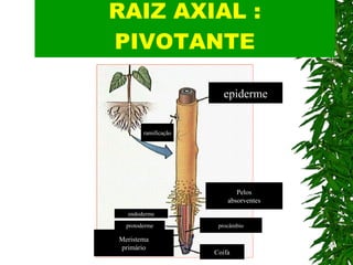 RAIZ AXIAL : PIVOTANTE epiderme ramificação endoderme protoderme Meristema primário procâmbio Coifa Pelos absorventes 