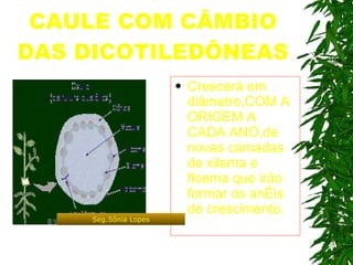 CAULE COM CÂMBIO DAS DICOTILEDÔNEAS Crescerá em diâmetro,COM A ORIGEM A CADA ANO,de novas camadas de xilema e floema que irão formar os anéis de crescimento. Seg.Sônia Lopes 