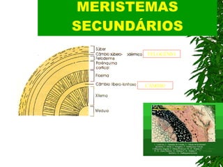 MERISTEMAS SECUNDÁRIOS FELOGÊNIO CÂMBIO 