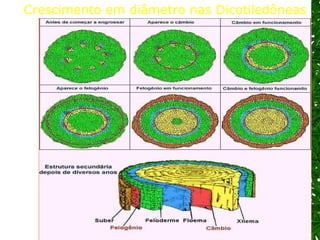 Crescimento em diâmetro nas Dicotiledôneas 