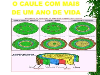 O CAULE COM MAIS DE UM ANO DE VIDA 