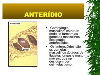 ANTERÍDIO Gametângio masculino; estrutura onde se formam os gametas masculinos designados anterozóides. Os anterozóides são os gametas masculinos dotados de flagelos longos e muito móveis, que se deslocam por quimiotactismo . 