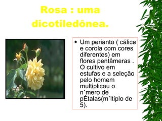 Rosa : uma dicotiledônea. Um perianto ( cálice e corola com cores diferentes) em flores pentâmeras . O cultivo em estufas e a seleção pelo homem multiplicou o número de pétalas(múltiplo de 5). 