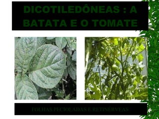 DICOTILEDÔNEAS : A BATATA E O TOMATE FOLHAS PECIOLADAS E RETINÉRVEAS . 