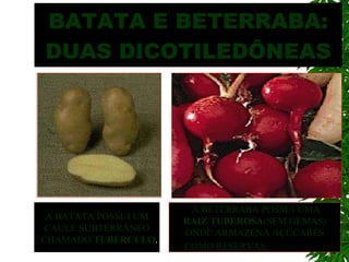 BATATA E BETERRABA: DUAS DICOTILEDÔNEAS A BATATA POSSUI UM CAULE SUBTERRÂNEO CHAMADO  TUBÉRCULO . A BETERRABA POSSUI UMA RAIZ TUBEROSA (SEM GEMAS) ONDE ARMAZENA AÇÚCARES COMO RESERVAS.   
