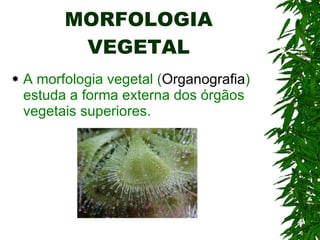 MORFOLOGIA VEGETAL A morfologia vegetal ( Organografia ) estuda a forma externa dos órgãos vegetais superiores. 
