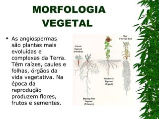 MORFOLOGIA VEGETAL  As angiospermas são plantas mais evoluídas e complexas da Terra. Têm raízes, caules e folhas, órgãos da vida vegetativa. Na época da reprodução produzem flores, frutos e sementes. 