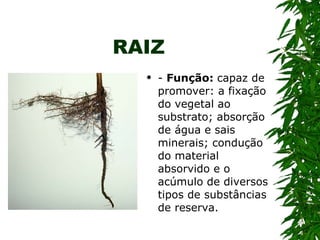 RAIZ -  Função:  capaz de promover: a fixação do vegetal ao substrato; absorção de água e sais minerais; condução do material absorvido e o acúmulo de diversos tipos de substâncias de reserva. 
