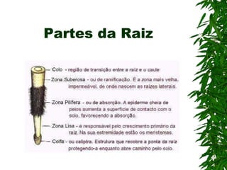 Partes da Raiz 