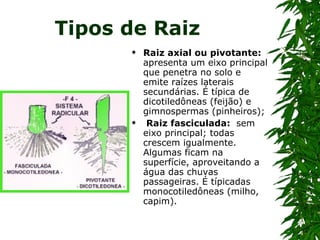 Tipos de Raiz   Raiz axial ou pivotante:  apresenta um eixo principal que penetra no solo e emite raízes laterais secundárias. É típica de dicotiledôneas (feijão) e gimnospermas (pinheiros); Raiz fasciculada:  sem eixo principal; todas crescem igualmente. Algumas ficam na superfície, aproveitando a água das chuvas passageiras. É típicadas monocotiledôneas (milho, capim). 