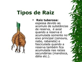Tipos de Raiz Raiz tuberosa:  espessa devido ao acúmulo de substâncias de reserva,  é axial quando a reserva é acumulada somente no eixo principal (cenoura, nabo, rabanete) e fasciculada quando a reserva também fica acumulada nas raízes secundárias (mandioca, dália etc.). 