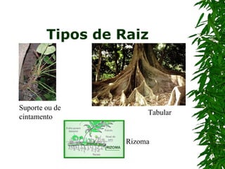 Tipos de Raiz Suporte ou de cintamento Rizoma Tabular 