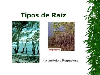 Tipos de Raiz Pneumatófora/Respiratória 