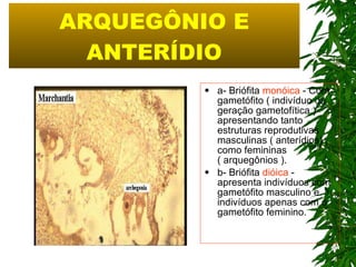 ARQUEGÔNIO E ANTERÍDIO a- Briófita  monóica  - Com gametófito ( indivíduo da geração gametofítica ) apresentando tanto estruturas reprodutivas masculinas ( anterídios) como femininas ( arquegônios ). b- Briófita  dióica  - apresenta indivíduos com gametófito masculino e indivíduos apenas com o gametófito feminino. 