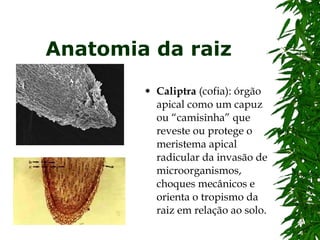 Anatomia da raiz Caliptra  (cofia): órgão apical como um capuz ou “camisinha” que reveste ou protege o meristema apical radicular da invasão de microorganismos, choques mecânicos e orienta o tropismo da raiz em relação ao solo.  