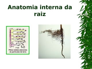 Anatomia interna da raiz 