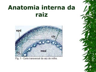Anatomia interna da raiz 