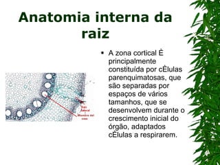 Anatomia interna da raiz A zona cortical é principalmente constituída por células parenquimatosas, que são separadas por espaços de vários tamanhos, que se desenvolvem durante o crescimento inicial do órgão, adaptados células a respirarem.  