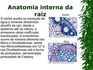 Anatomia interna da raiz O córtex auxilia na condução de água e minerais dissolvidos através da raiz, desde a epiderme até ao xilema, e armazena várias moléculas translocadas. A endoderme ocorre de maneira diferente nas Mono e Dicotiledóneas, sendo nas Monocotiledóneas em "U" e nas Dicotiledóneas sob a forma de pontuações, denominadas pontuações de Caspary.  mono dico 