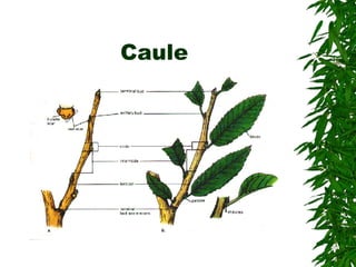 Caule 
