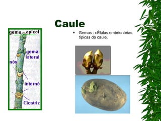 Caule Gemas : células embrionárias típicas do caule. 
