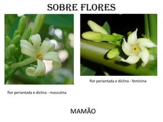 SOBRE FLORES




                                           flor periantada e díclina - feminina

flor periantada e díclina - masculina



                                        MAMÃO
 