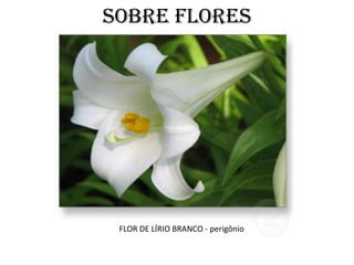 SOBRE FLORES




 FLOR DE LÍRIO BRANCO - perigônio
 