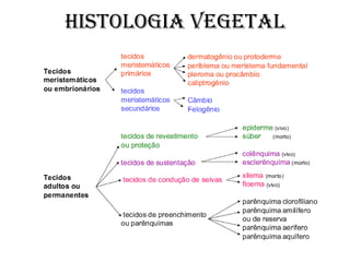 HISTOLOGIA VEGETAL
 