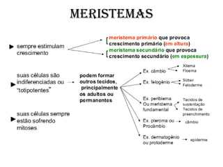 MERISTEMAS
 
