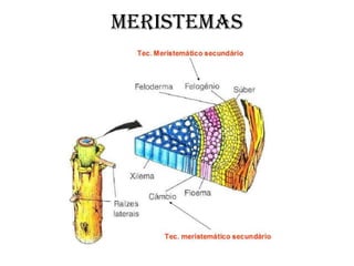 MERISTEMAS
 