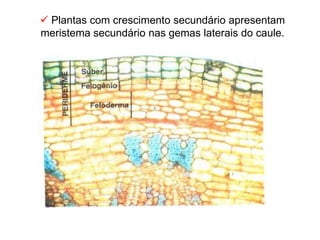  Plantas com crescimento secundário apresentam
meristema secundário nas gemas laterais do caule.
 