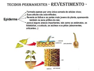 Tecidos permanentes -   revestimento -
 