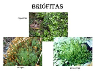 Briófitas
hepáticas




musgos                  antoceros
 