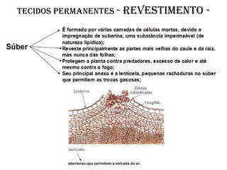 Tecidos permanentes -   revestimento -
 
