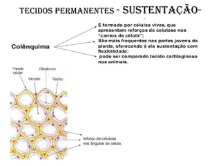 Tecidos permanentes -   sustentação-
 