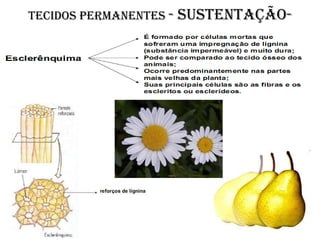 Tecidos permanentes -   sustentação-
 
