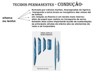 Tecidos permanentes -   condução-
 