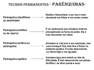 Tecidos permanentes -   PARÊNQUIMAS-
 