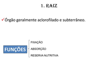 1. raiz

Órgão geralmente aclorofilado e subterrâneo.




               FIXAÇÃO

 FUNÇÕES       ABSORÇÃO

               RESERVA NUTRITIVA
 